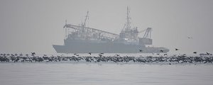 Birds Surround The Boat