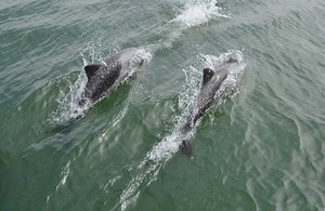 Heaviside Dolphins 