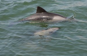 Heaviside Dolphins 