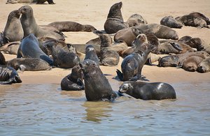 Cape Fur Seals 