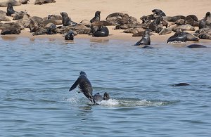 Cape Fur Seals 