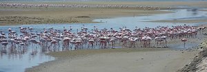 A Regiment Of Flamingos