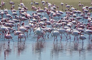 A Flurry Of Flamingos