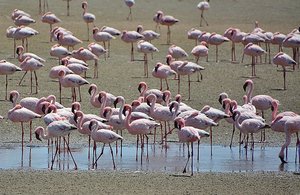 A Stand Of Flamingos