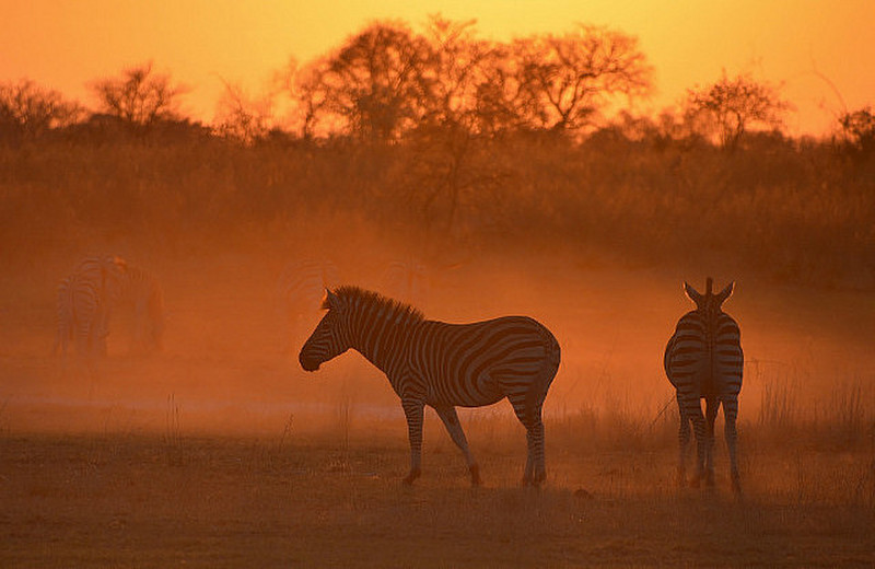 I Was Sick- DH Sees Zebra And Sunset
