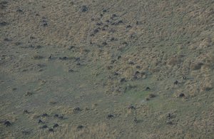 Cape Buffalo Herd 