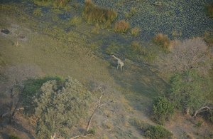 Okavango Delta  