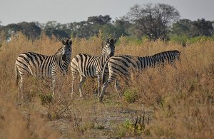 I Was Sick- DH Sees Zebras