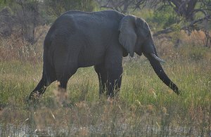 I Was Sick- DH Sees Elephant