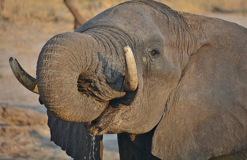 Botswana Elephant Drinking