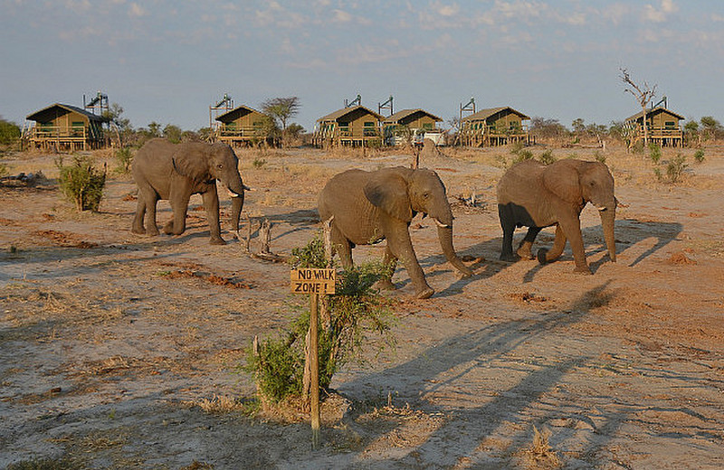 Botswana Elephants Breaking Rules