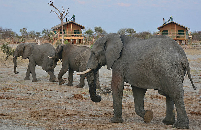 Botswana Elephants Drank Their Fill