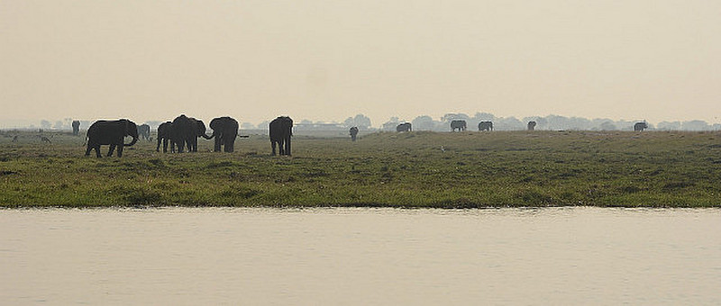 Okavago Delta Elephants