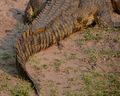 Croc Tail