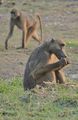 Botswana Baboons