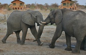 Botswana Elephants Fighting