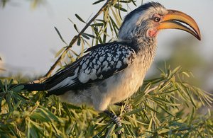 Botswana Bird