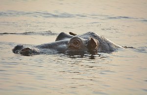 Botswana Hippo