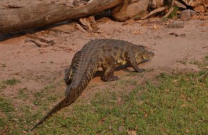 Botswana Croc