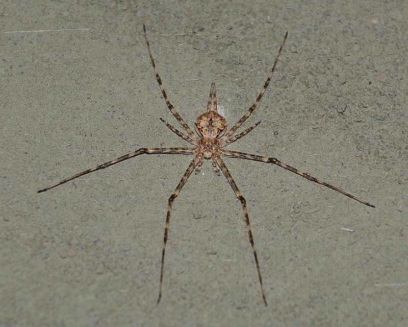 Zambia Spider In Our Room