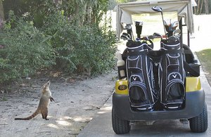 Mexican Golf Critter Looking For Treats