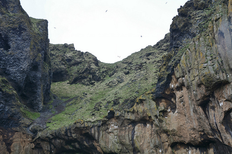 Searching For Puffins