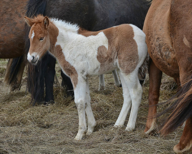 Icelandic Pony