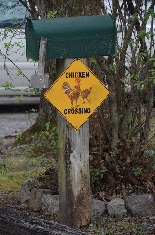 Watch Out For Chickens