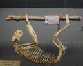 Sloth- Bone Museum