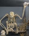 Orangutan- Bone Museum
