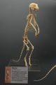 Meerkat- Bone Museum
