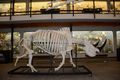 Rhino- Bone Museum