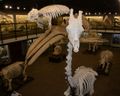 Giraffe And Whales- Bone Museum