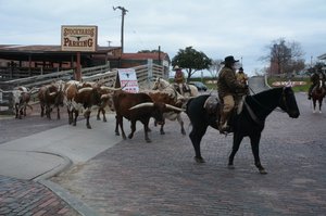 Fort Worth Cattle Drive