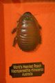 Austin Weird Museum- Worlds Heaviest Roach