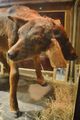 Austin Weird Museum- Two Headed Calf