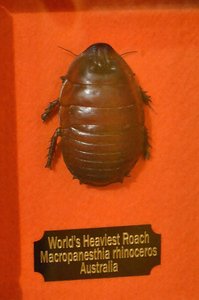 Austin Weird Museum- Worlds Heaviest Roach