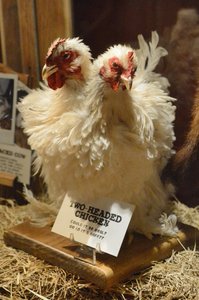 Austin Weird Museum- Two Headed Chicken