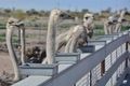 Rooster Cogburn Ranch Ostriches