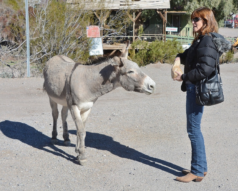 DH Is Used To Talking To A Donkey??