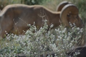 Peninsular Bighorn Sheep