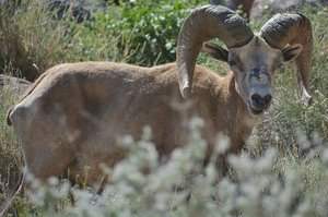 Peninsular Bighorn Sheep