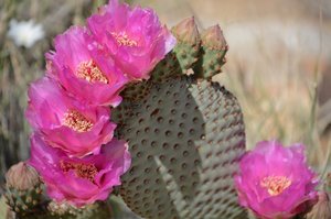 Flowering Cactus 
