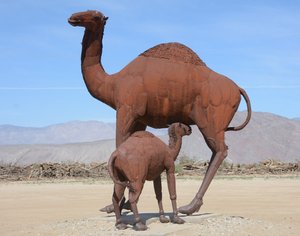 Camelops