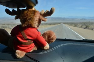 Mickey Moose Keeps An Eye On The Road 