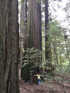 DH Hugs A Redwood