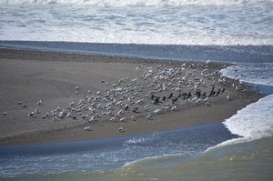 Pacific Coast Birds