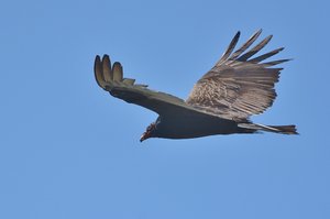 Pacific Coast Vulture