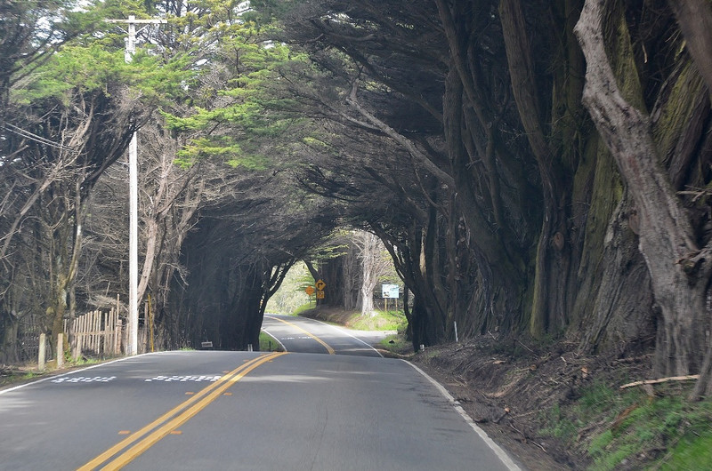 Road To Avenue Of The Giants