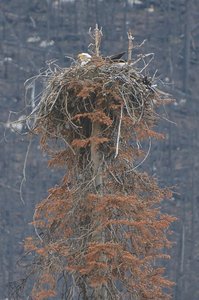 Bald Eagle Nest